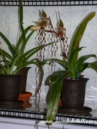 Paph sanderianum.jpg